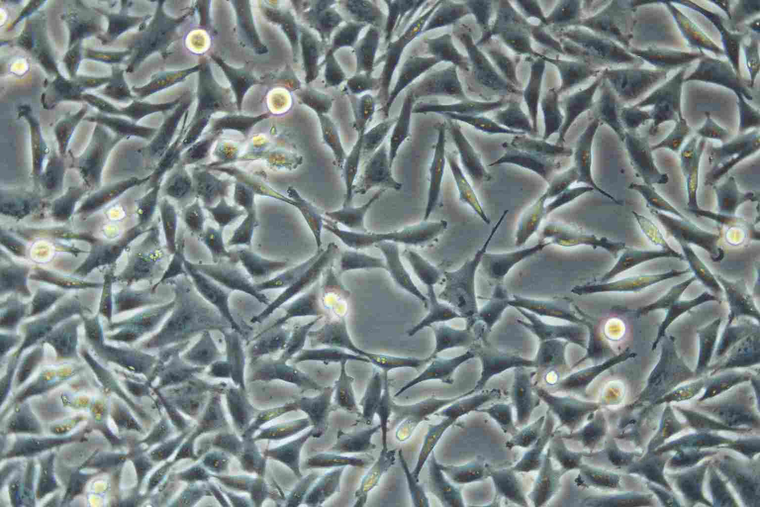 SCC-4 epithelioid cells人类鳞状上皮舌癌细胞系