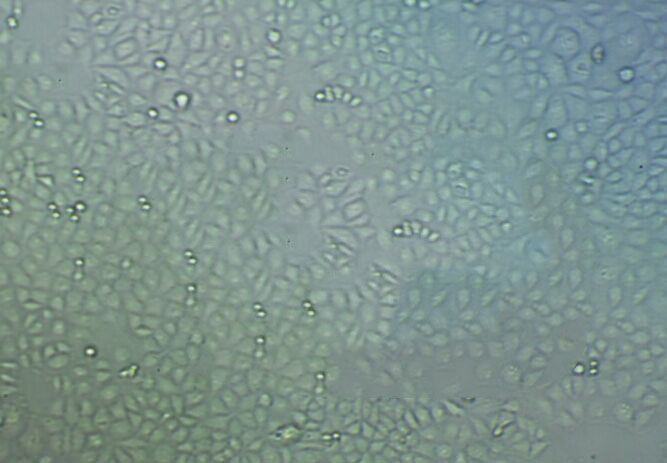 NR8383 epithelioid cells大鼠肺泡巨噬细胞系