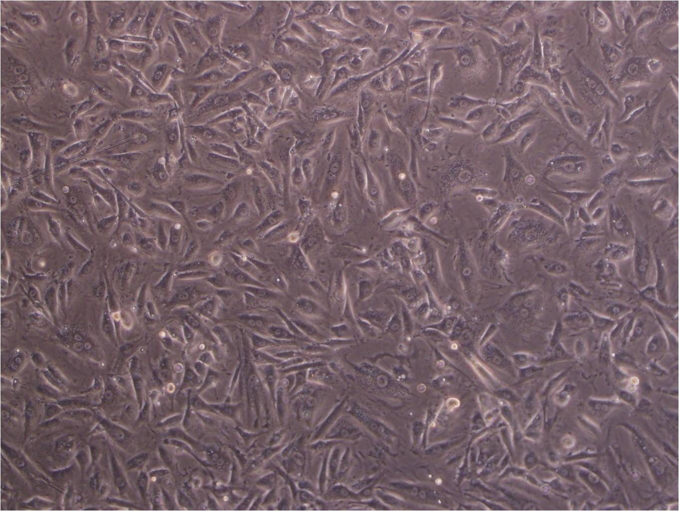 NCI-H1563 epithelioid cells人胚肺细胞系