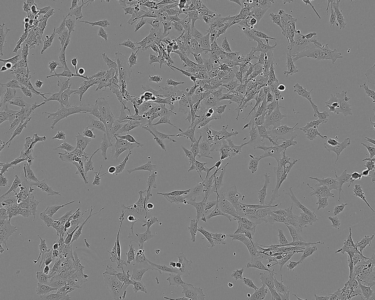 IMR-90 Cell:人胚肺成纤维细胞系