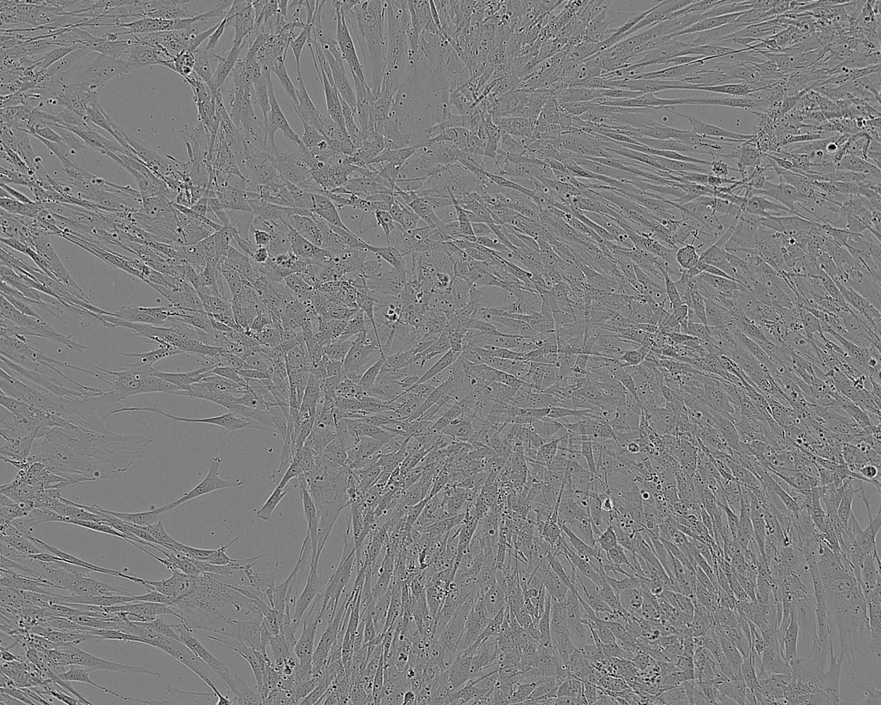 MH7A Cell:关节炎成纤维细胞系