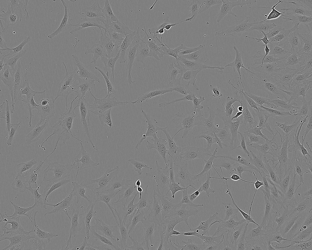 RFL-6 Cell:大鼠成纤维细胞系