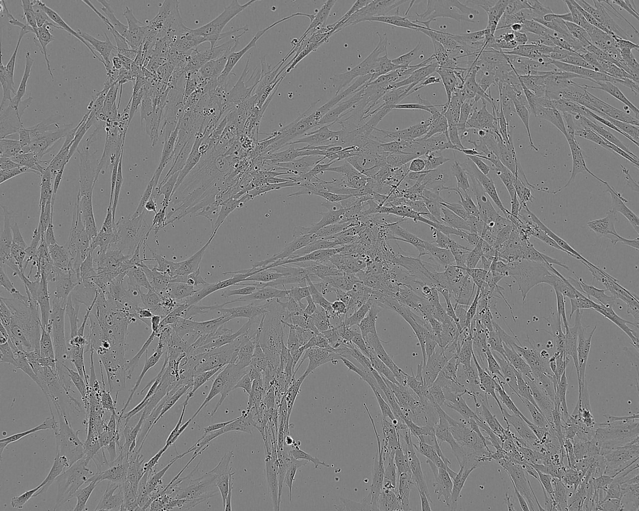 WML2 Cell:小鼠肺成纤维细胞系