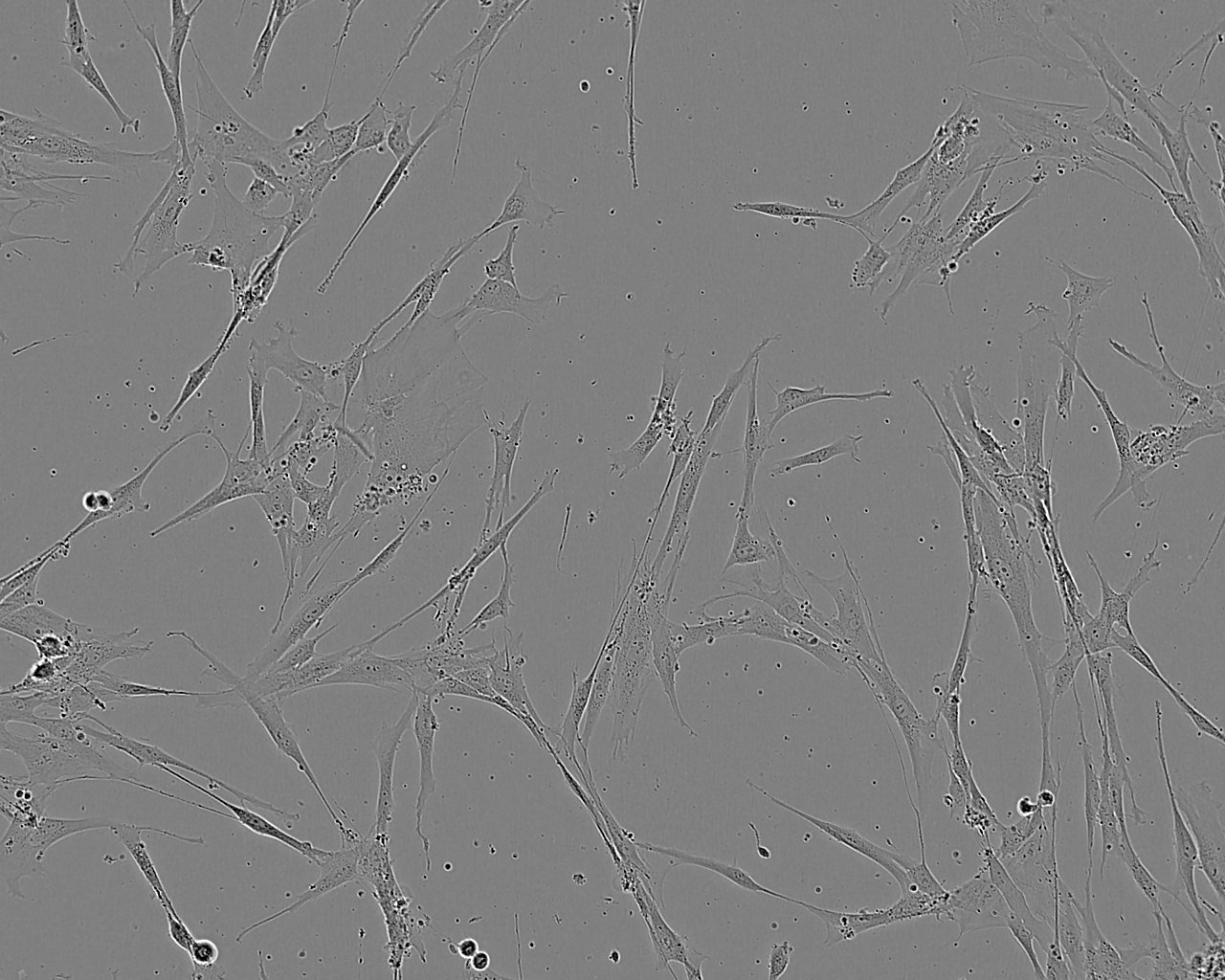 HES [Human embryonic skin fibroblast] Cell:人皮肤成纤维细胞系