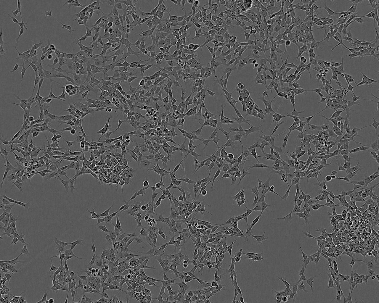 RAT2 Cell:大鼠成纤维细胞系