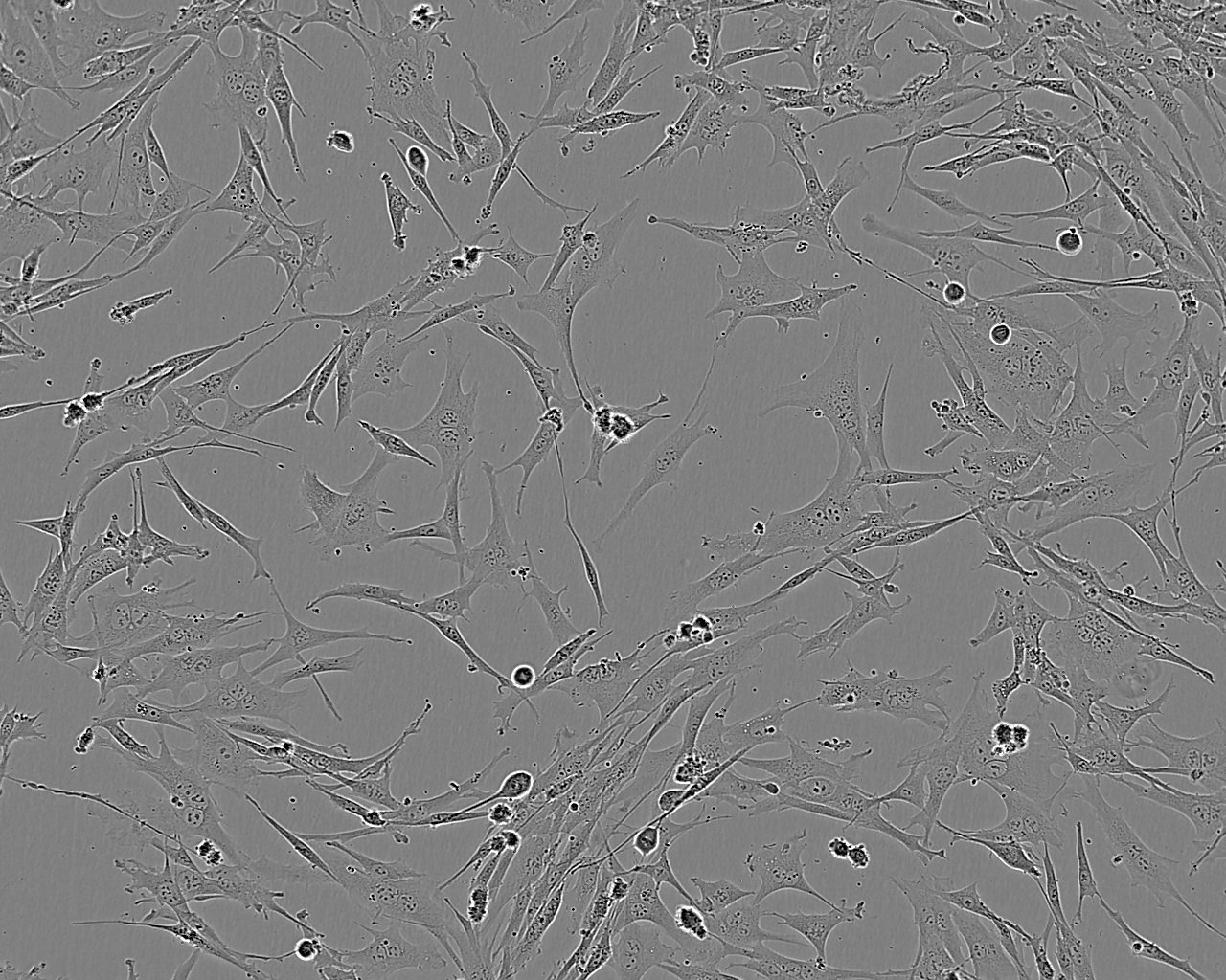 Rat1 Cell:大鼠成纤维细胞系