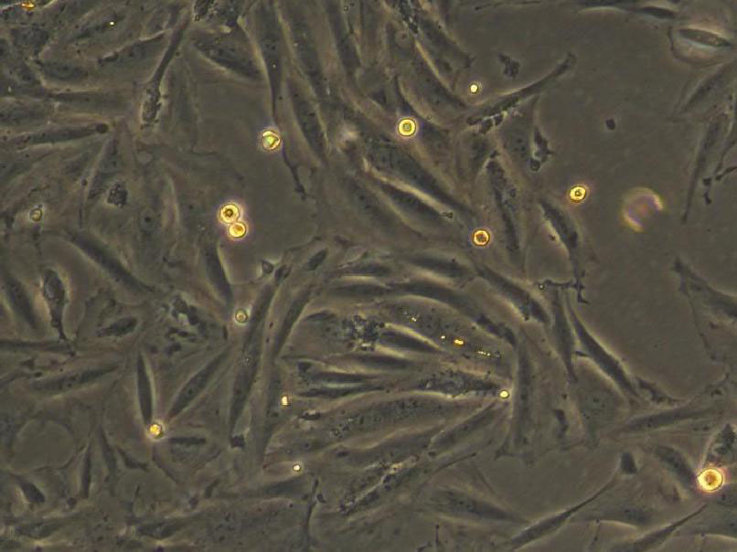 C3H/10T1/2 clone 8 Cell:小鼠胚胎成纤维细胞系