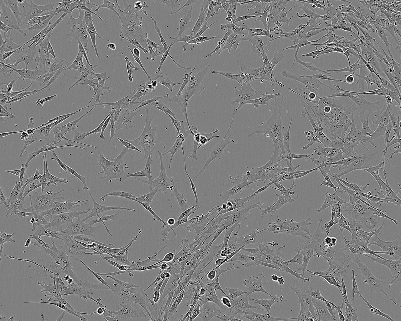 GM00637 Cell:人皮肤成纤维细胞系