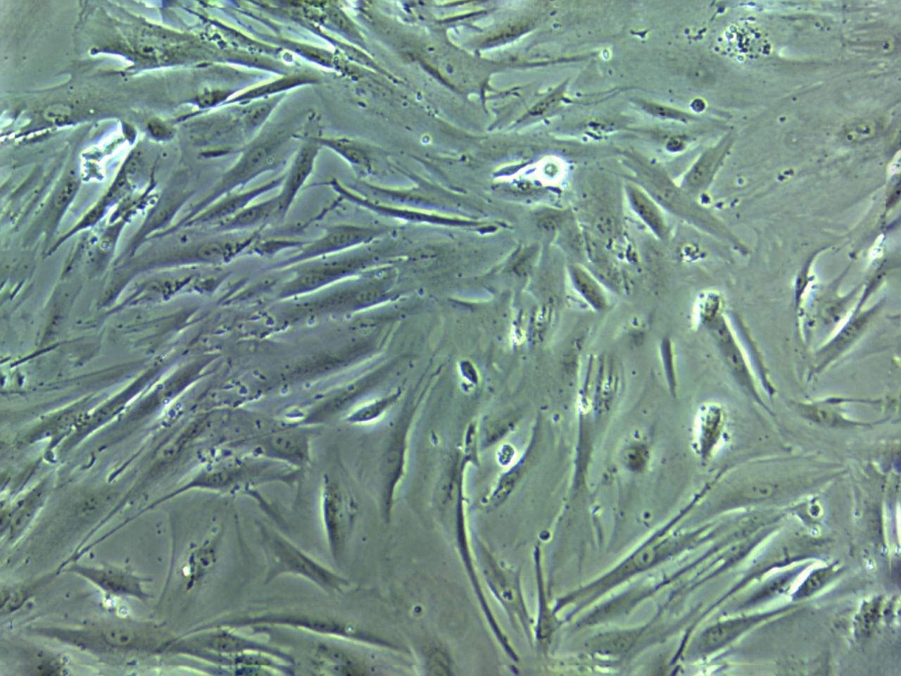 NOR-10 Cell:小鼠骨骼肌成纤维细胞系