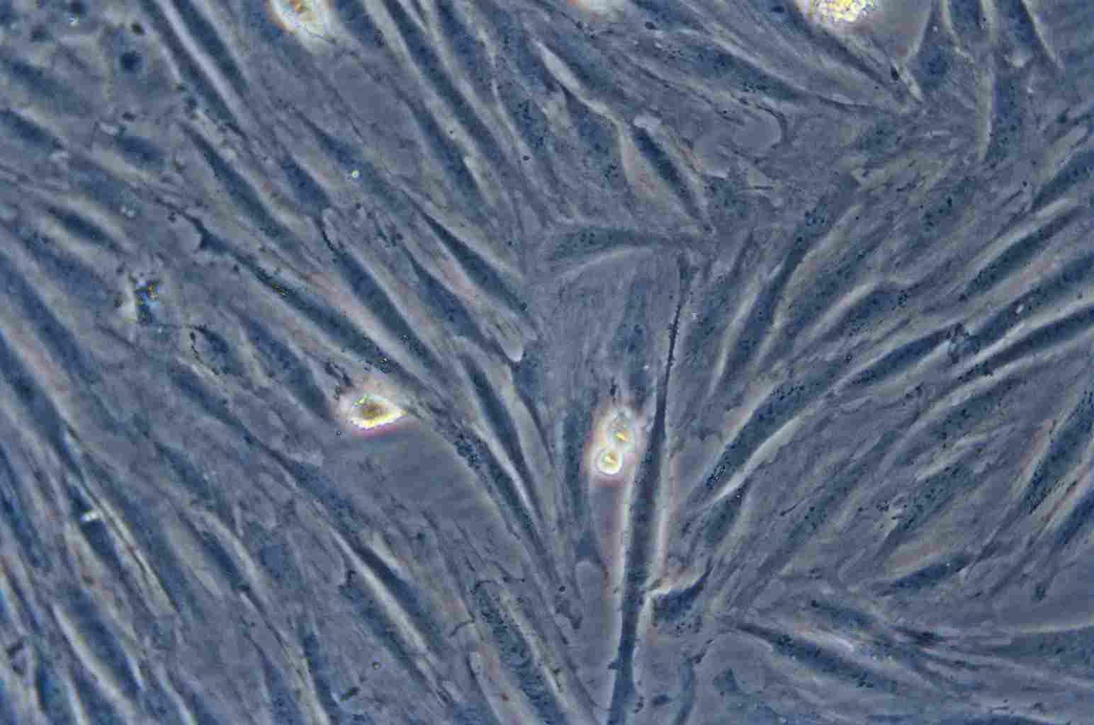 NCTC clone 929 Cell:小鼠成纤维细胞系