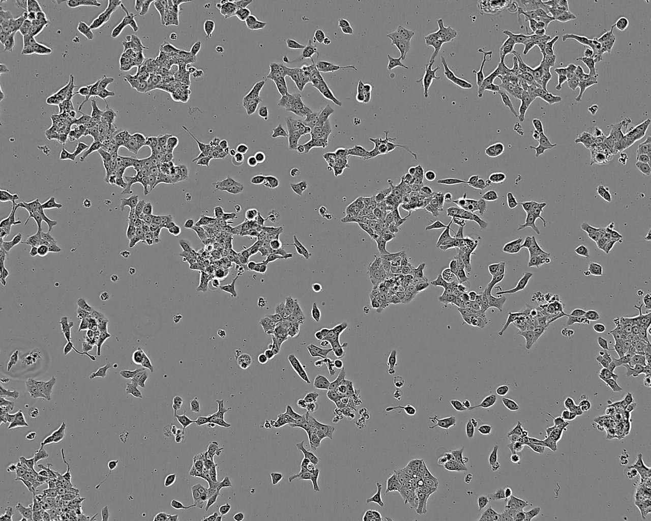 NCI-H196 epithelioid cells人肺癌细胞系
