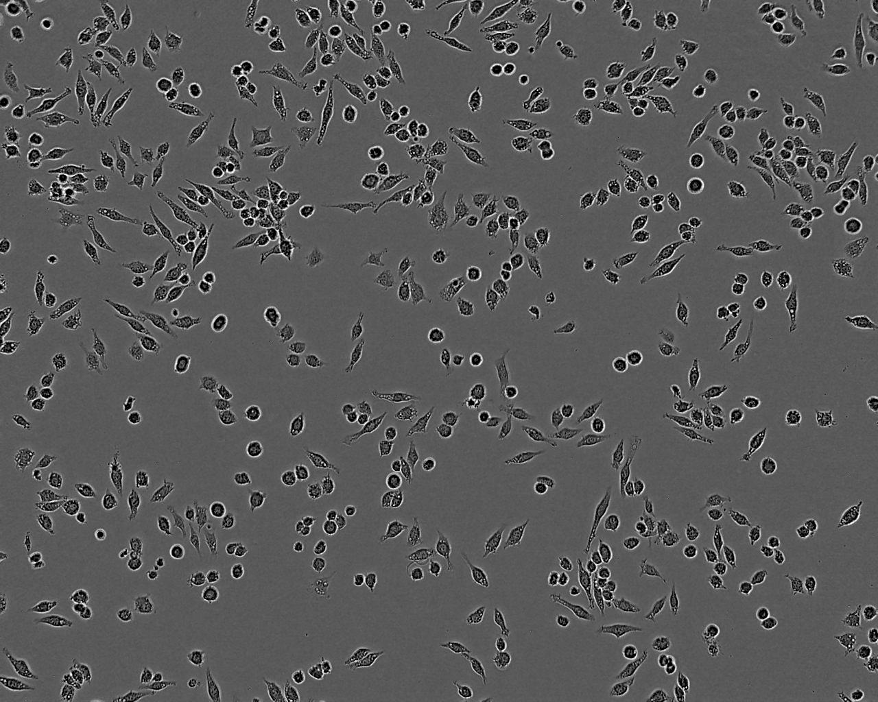 KP4 epithelioid cells人胰腺癌细胞系