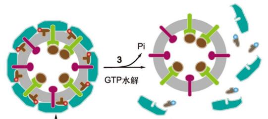 细胞活力(活死细胞染色)检测试剂盒(Calcein AM，PI法，适用于FACS、FM)