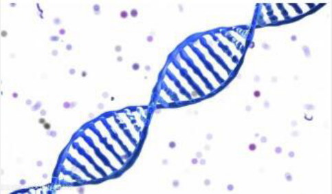 DAPI双链DNA染料