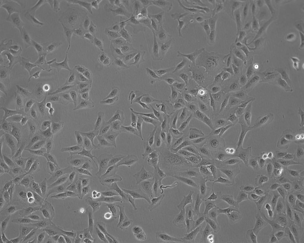 HSC-3 epithelioid cells人口腔鳞癌细胞系