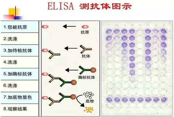 小鼠促红细胞生成素酶联免疫试剂盒