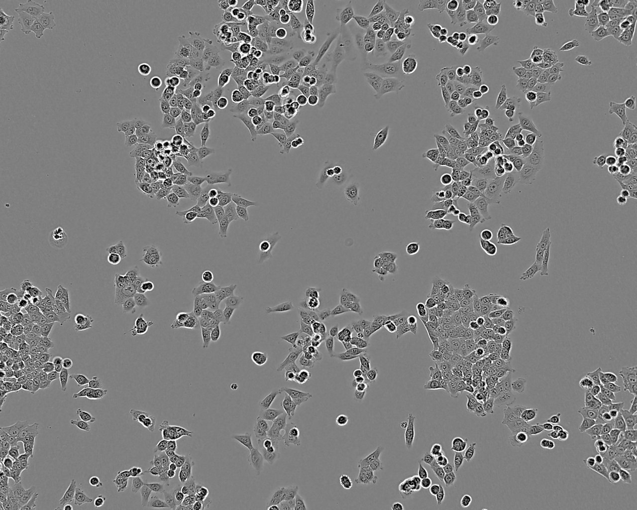 PE/CA-PJ34 (clone C12) epithelioid cells人口腔鳞状细胞癌细胞系