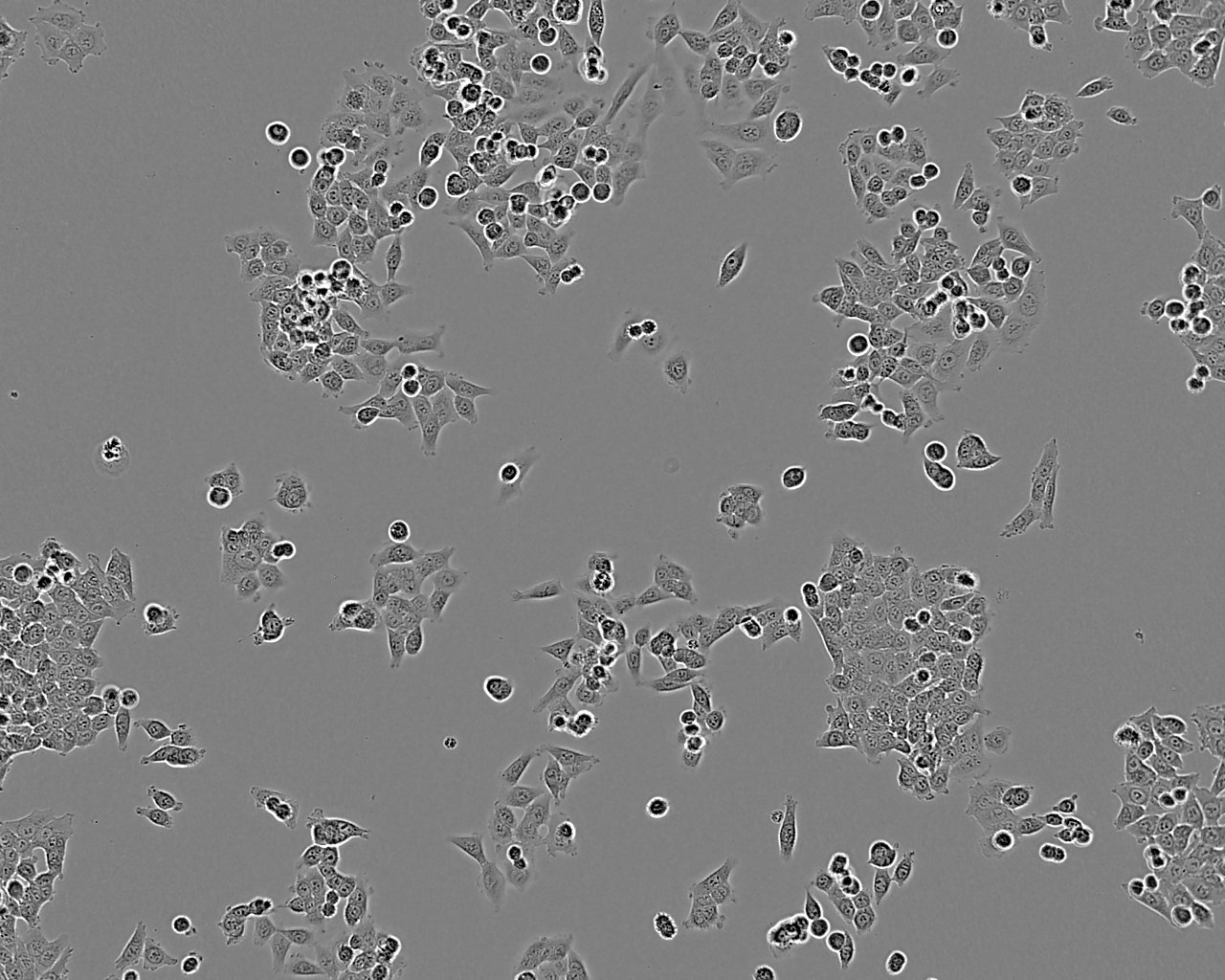 16HBE14o- epithelioid cells人支气管上皮样细胞系