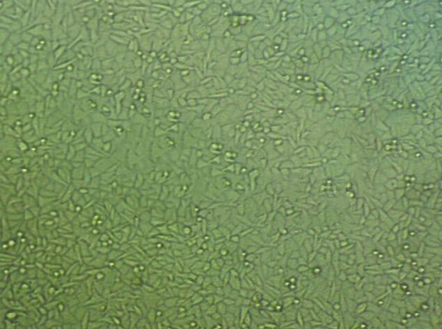 MDCK epithelioid cells犬肾细胞系