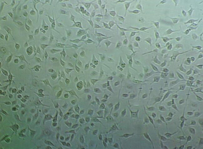 CHL epithelioid cells中国仓鼠肺细胞系