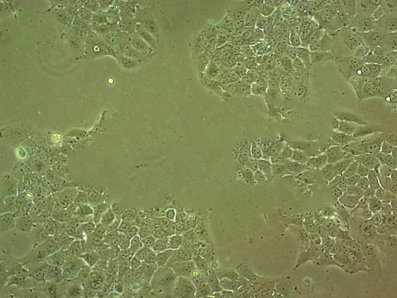 C127 epithelioid cells小鼠乳腺肿瘤细胞系