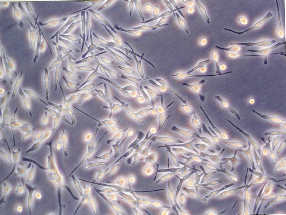 NS20Y epithelioid cells小鼠神经母细胞瘤细胞系