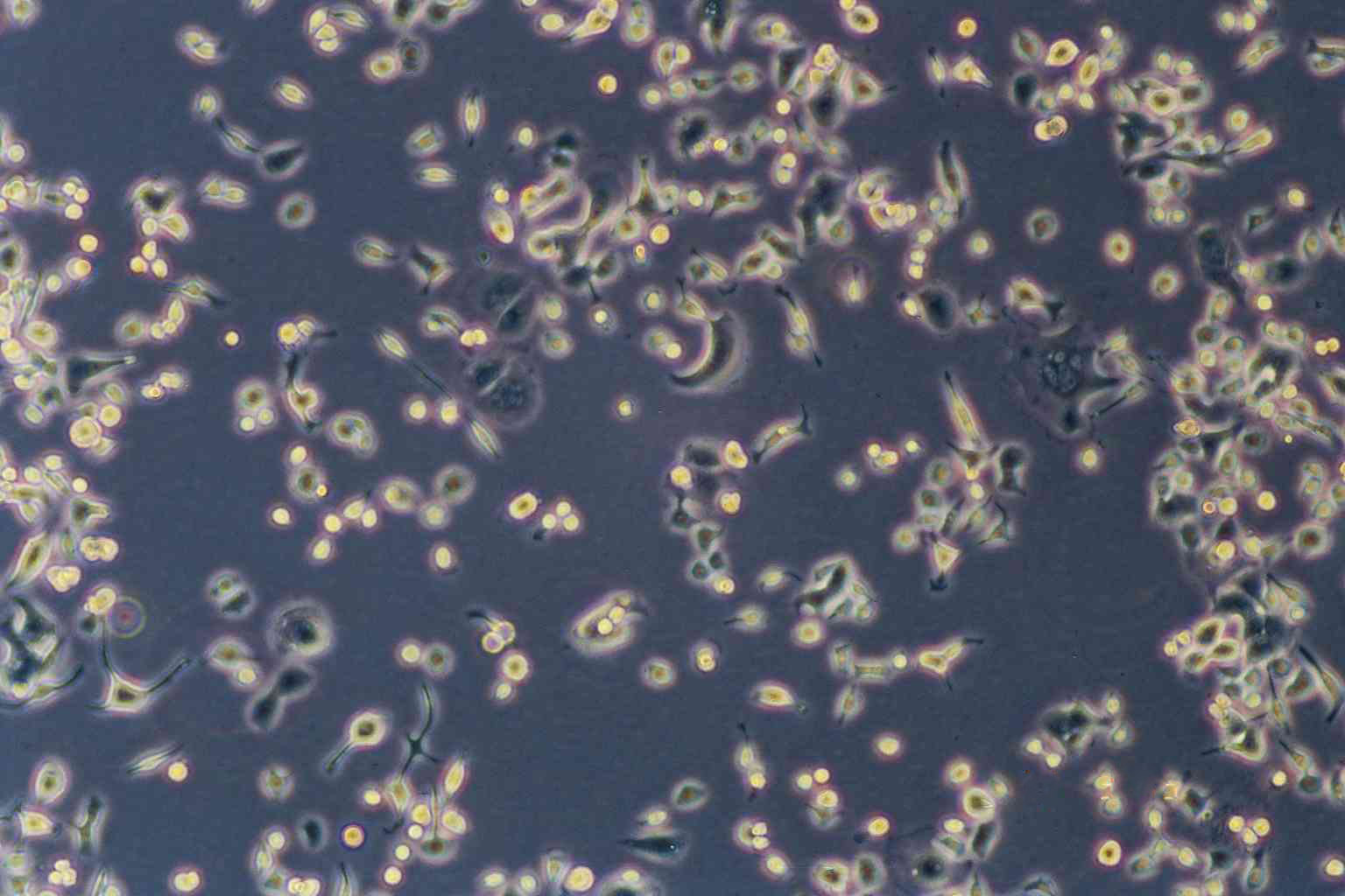 NuTu-19 epithelioid cells大鼠卵巢癌细胞系