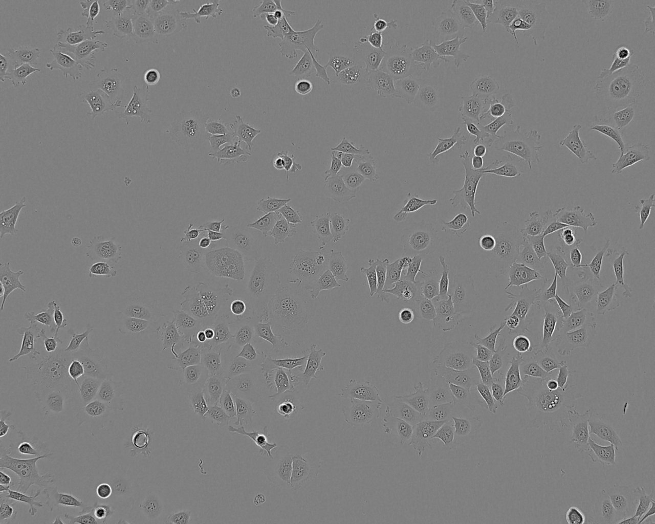 FHL124 epithelioid cells人晶状体上皮细胞系