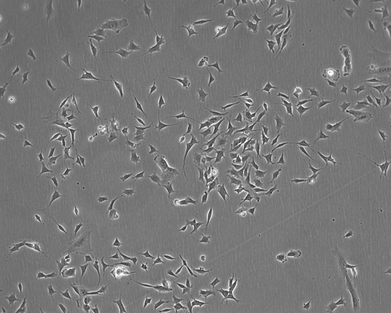 SK-N-BE(2)-C epithelioid cells人神经母细胞瘤细胞系