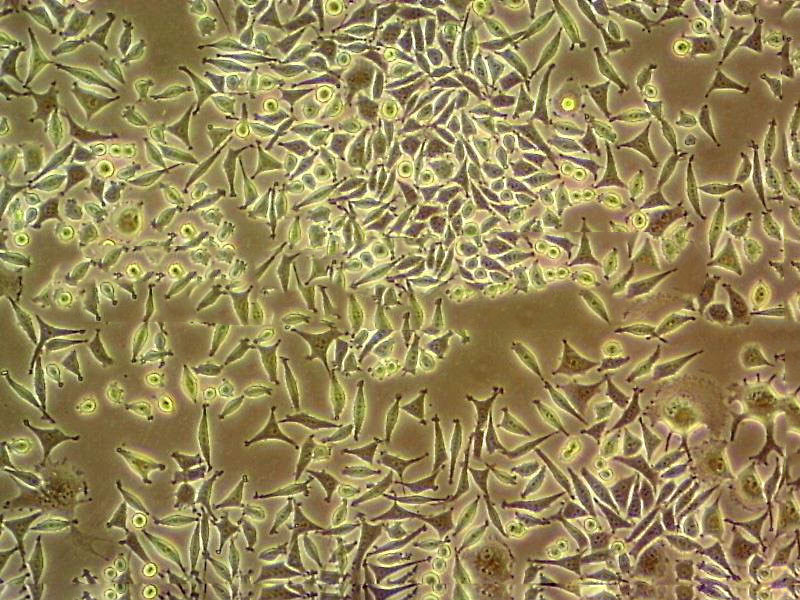 PIG1 epithelioid cells正常人皮肤黑色素细胞系