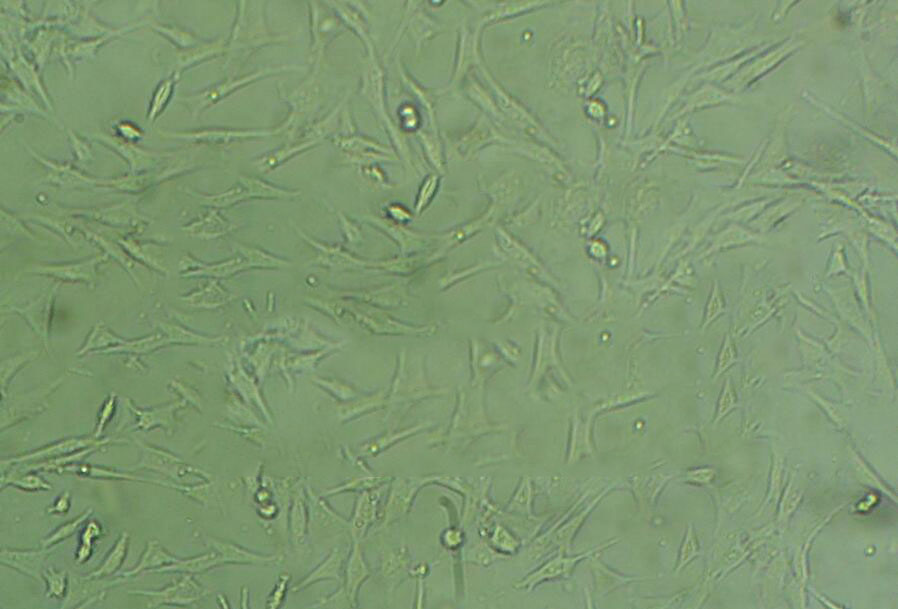 LNCaP C4-2 epithelioid cells人前列腺癌细胞系