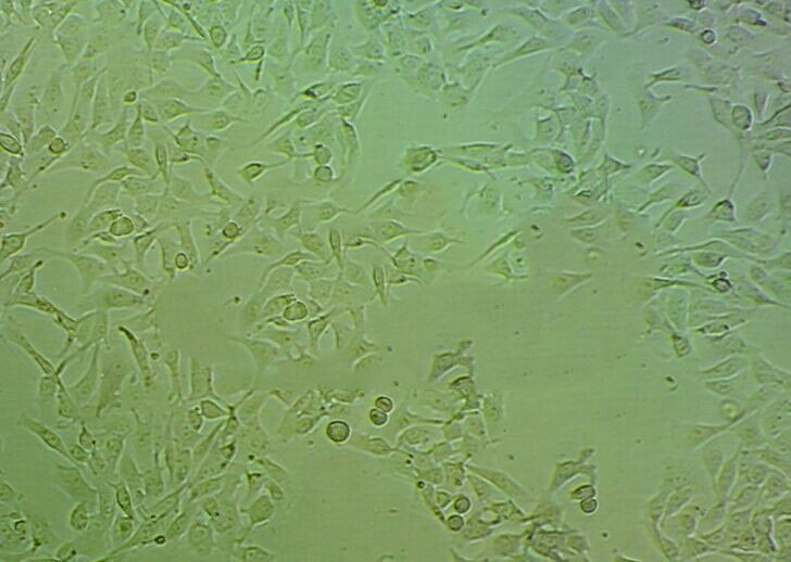 RBE4 epithelioid cells大鼠脑血管内皮细胞系