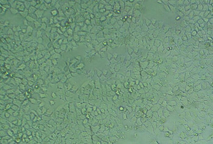 MB49 epithelioid cells小鼠膀胱癌细胞系