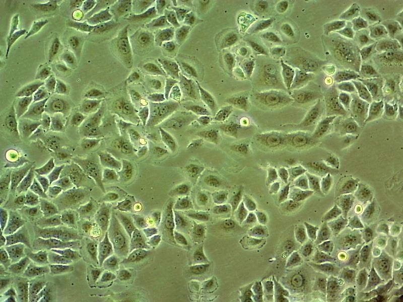 MCF-12A epithelioid cells人乳腺上皮细胞系