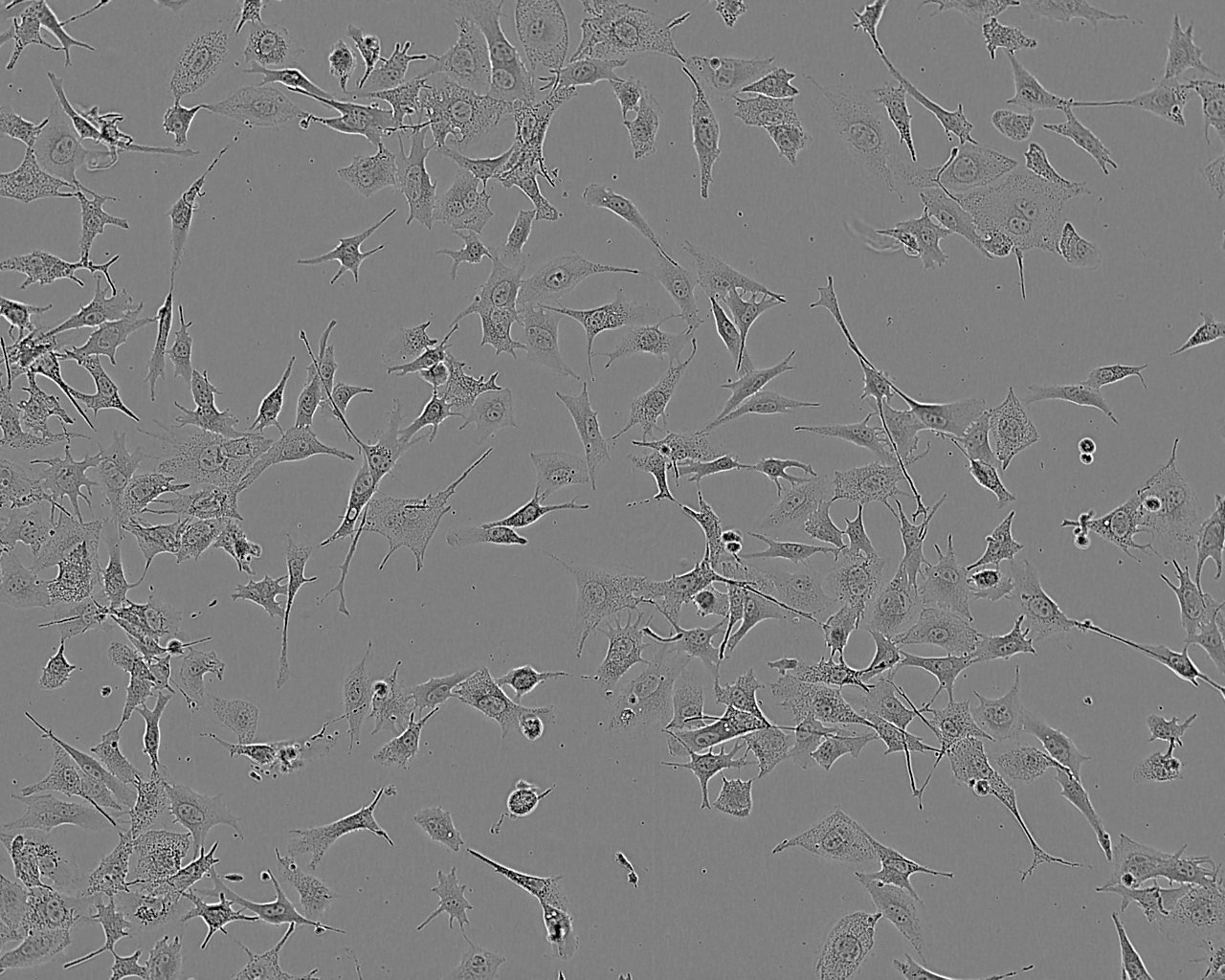 HTori-3 epithelioid cells人正常甲状腺细胞系