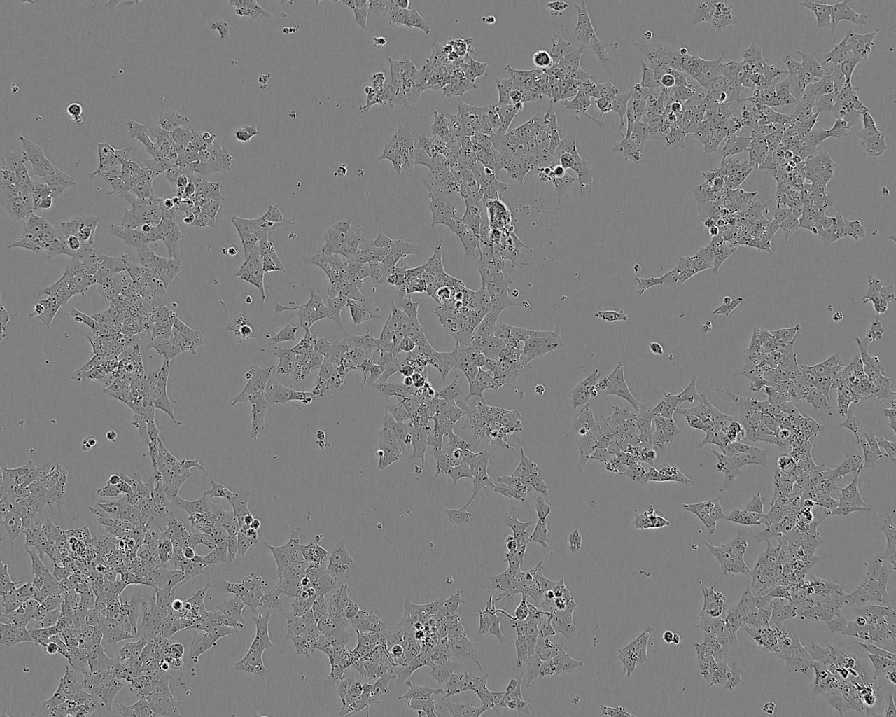 SIRC epithelioid cells兔角膜上皮细胞系