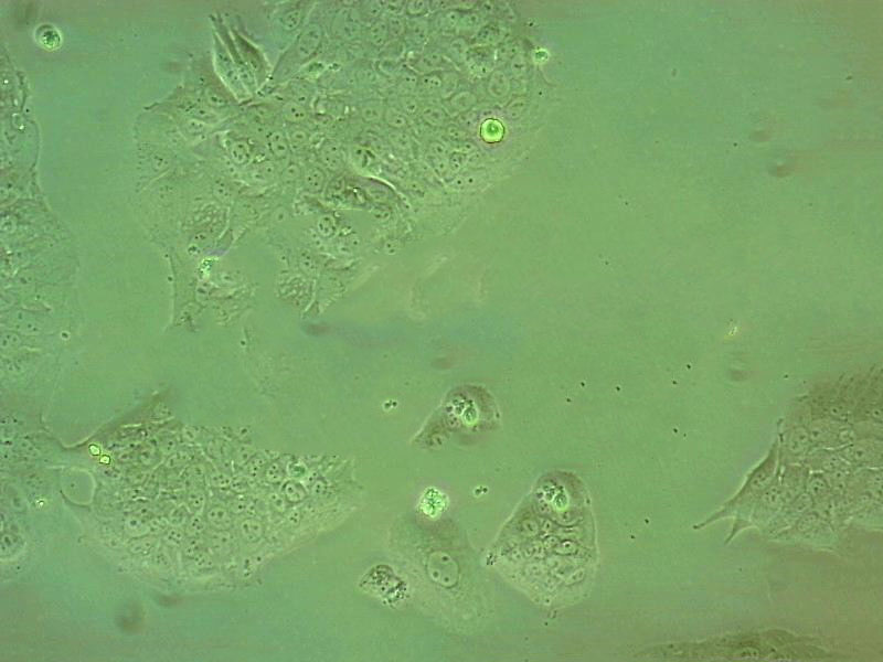 BAR-T epithelioid cells人食管上皮细胞系