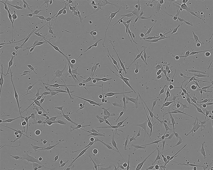 K7M2-WT epithelioid cells小鼠骨肉瘤成骨细胞系