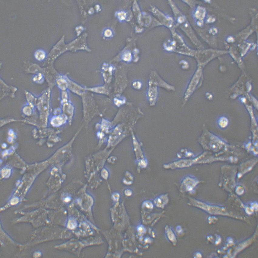 3T6-Swiss albino fibroblast cells小鼠胚胎成纤维细胞系