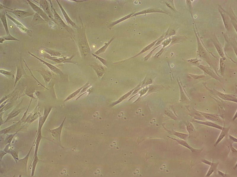 NB1RGB fibroblast cells人皮肤成纤维细胞系