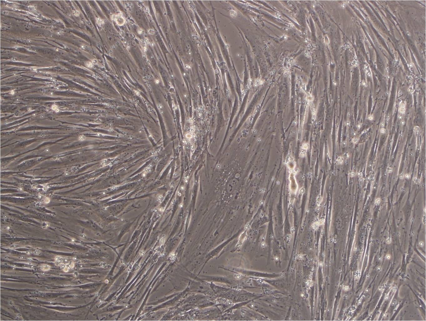 CCD-1112sk fibroblast cells人包皮成纤维细胞系