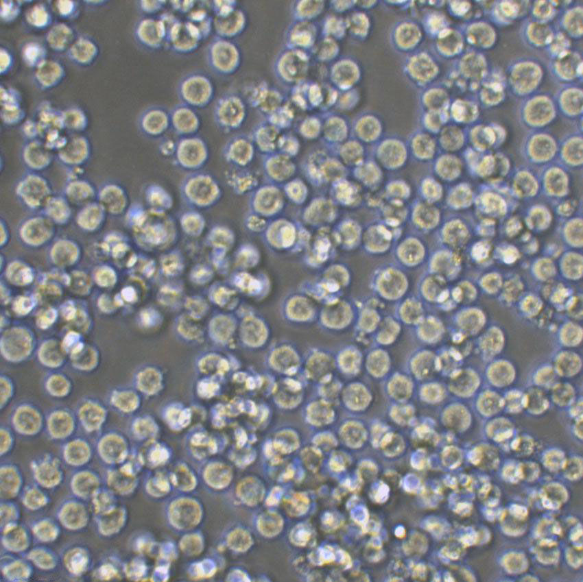 MOLT-4 Lymphoblastoid cells人急性淋巴母细胞性白血病细胞系