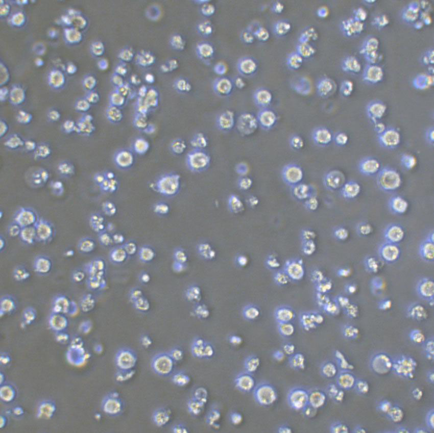 Kasumi-6 Lymphoblastoid cells急性髓系细胞白血病细胞系