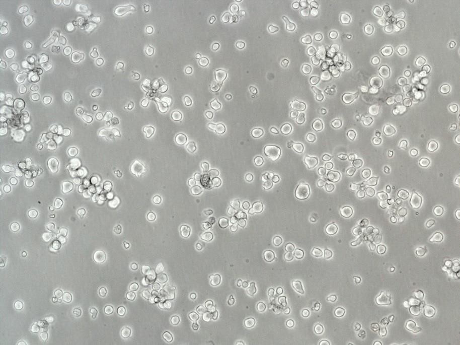 TF-1 Lymphoblastoid cells人红系白血病细胞系