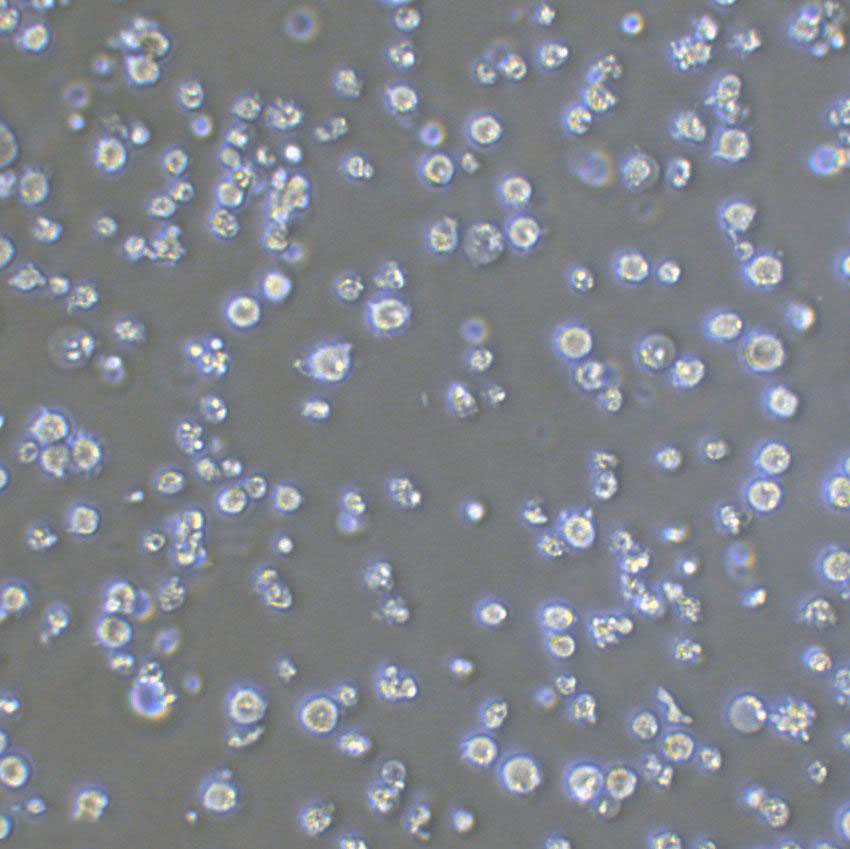 NCI-BL1339 Lymphoblastoid cells人B淋巴细胞系