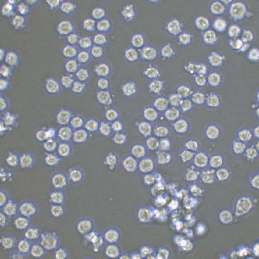 NOMO-1 Lymphoblastoid cells人白血病细胞系