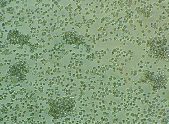 P388D1 Lymphoblastoid cells小鼠淋巴样瘤细胞系
