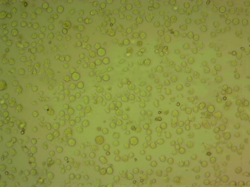 2PK-3 Lymphoblastoid cells小鼠B淋巴瘤细胞系