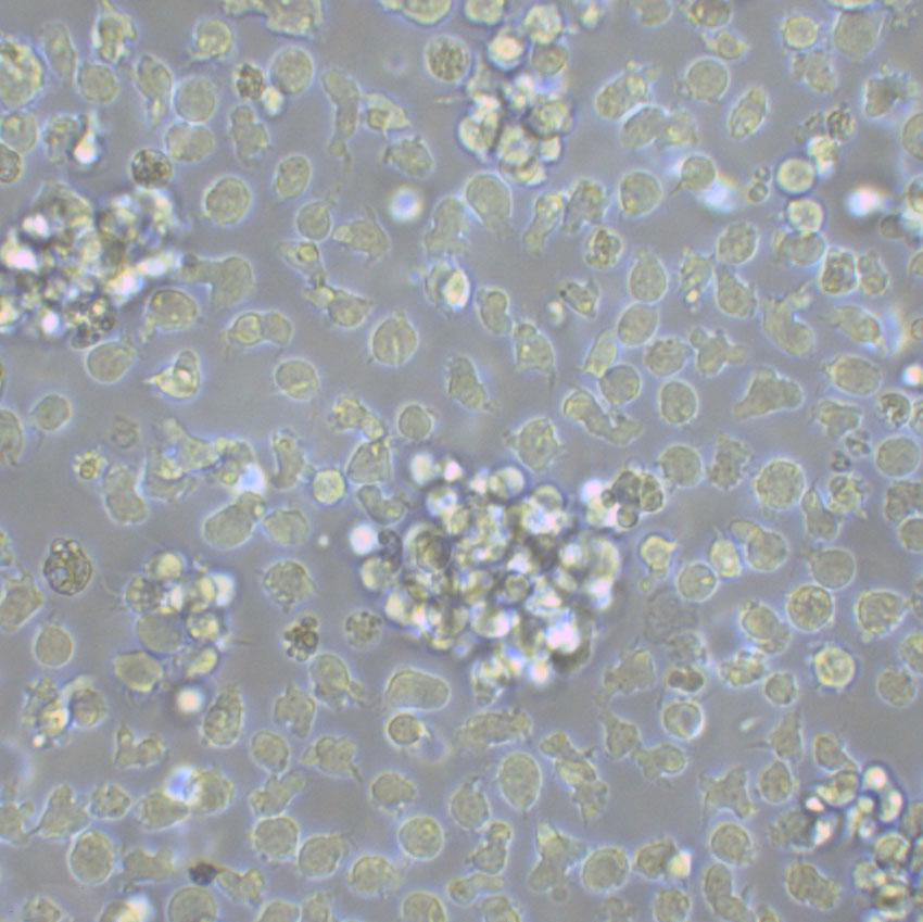 TE3 Lymphoblastoid cells小鼠B淋巴细胞系