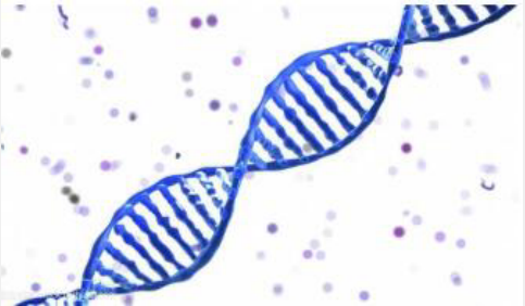 MEK1抑制剂(Cobimetinib)